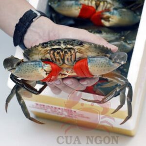 Thùng Quà Tặng Cua Gạch Mỹ