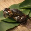 Cua Thịt Y7 Size Ngoại hạng