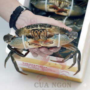 Thùng Quà Tặng Cua Cốm Cà Mau